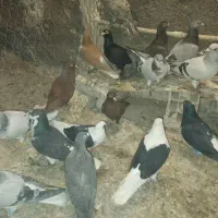 کبوترشلاق خورده رنگی وهفرنگ
