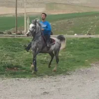 اسب|اسب و تجهیزات اسبسواری|دینور, |دیوار