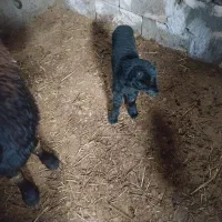 بره برای فروش