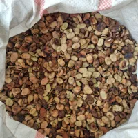 باقله شاخ بزی