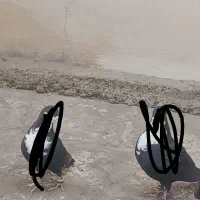 نر ریش سیاه