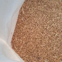 گندم دیم تازه
