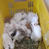 بچه خرگوش