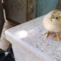 جوجه برهما جوجه