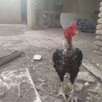 خروس لاری