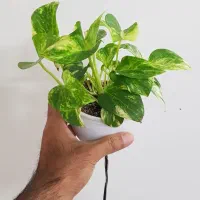 پتوس ابلق و مرمری