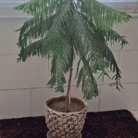 درختچه کاج سوزنی