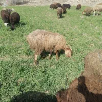 میش هترو|حیوانات مزرعه|اسفراین, |دیوار