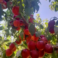 باغ-الوان-جاده-سلماس-عربلوی-دره