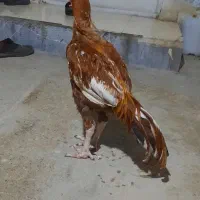 خروس وجوجه