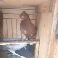 کفتر|پرنده|بیرجند, |دیوار