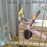 یه جفت عروس هلندی با جوجه