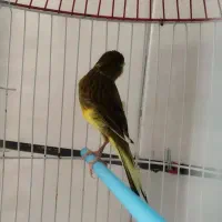 چهار عدد قناری جفت سیره و قناری
