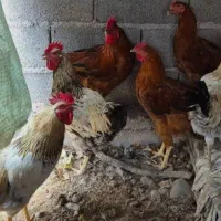 خروس جوان