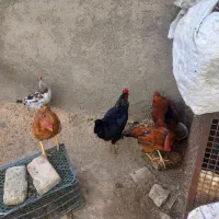 خروس جوان محلی
