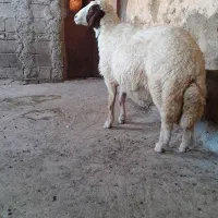 قوچ سنجابی