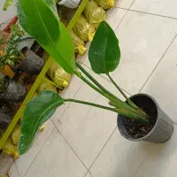 گل و گیاه نیم بها