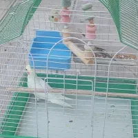 عروس هلندی