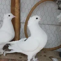 یه جفت کفتر زینتی