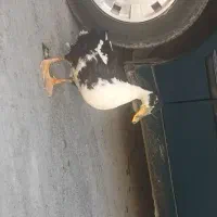 اوردک۳ماه