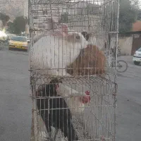 خرگوش