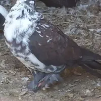 ۱جفت سوسکی درجه ۱ ملقی