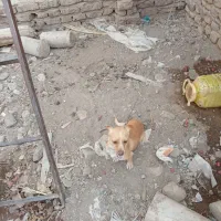 پاکوتاه