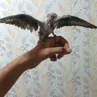 جوجه سرلاکی