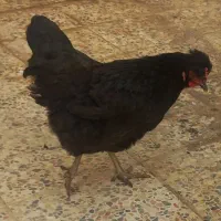 مرغ و خروس