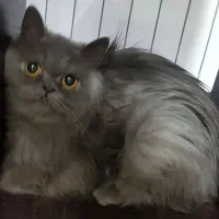 اسکاتیش فولد ،راشن بلو ،لانگ هیر