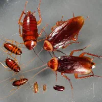 سم پاشی ‌.سمپاشی