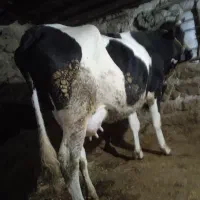 گاو چاق پروار جوان شیره دار