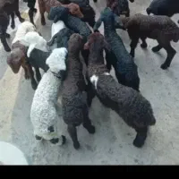 بره شیری