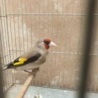 سهره مست پرو