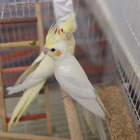 عروس هلندی دو عدد نر و ماده