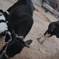دو گاو با یه گوساله