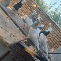 کبوترطوقی زاغ