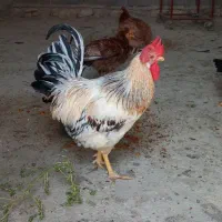 مرغ و خروس محلی
