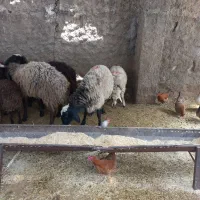 گوسفند زنده