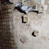 کفتر تبعیدی