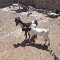 بز  زایده
