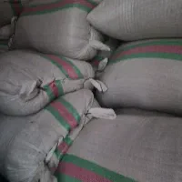 شلتوک بذری