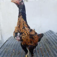 جوجه خروس لاری