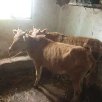 5راس‌گوساله‌