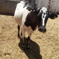 گاو ۲ ماه ابستن
