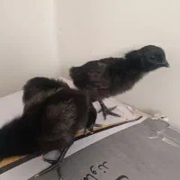جوجه و تخم نطفه دار ایام سمانی