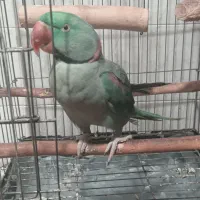 یک شاه طوطی و یک گربه بریتیش