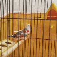 فنچ