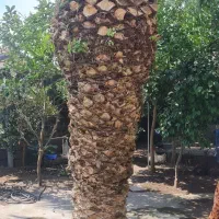 نخل فینیکس