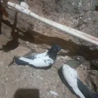 کبوتر